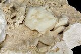 Fossil Crab (Potamon) Preserved in Travertine - Turkey #121387-3